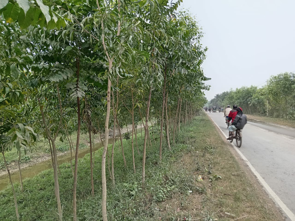 ঝিনাইদহের সামাজিক বনায়ন প্রাকৃতিক বিপর্যয় রোধে কাজ করছে