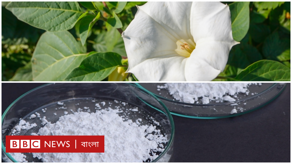 শয়তানের নিঃশ্বাস: ধুতরার ফুল থেকে তৈরি যে ড্রাগ অভিনব প্রতারণায় ব্যবহার হচ্ছে