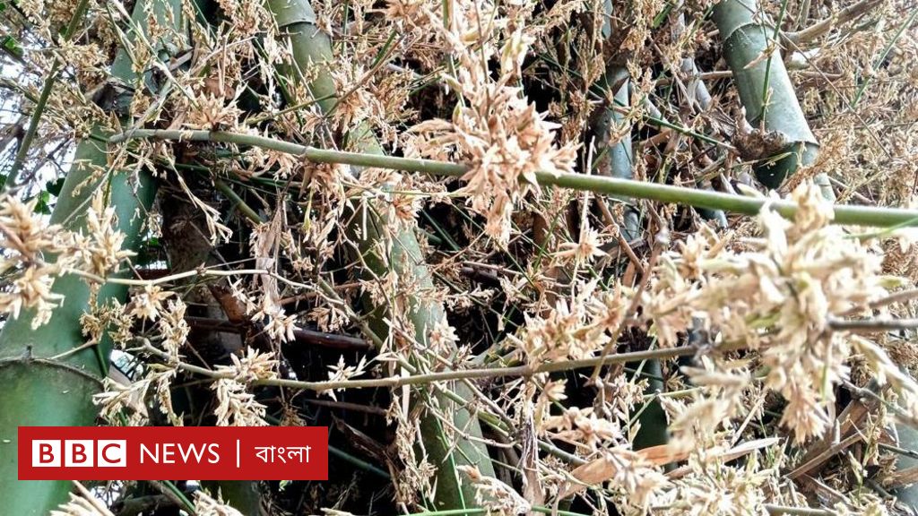 বাঁশফুল: সত্যিই কি এটি ‘ইঁদুর বন্যা’ ঘটায় এবং দুর্ভিক্ষ ডেকে আনে? বাঁশফুল: সত্যিই কি এটি ‘ইঁদুর বন্যা’ ঘটায় এবং দুর্ভিক্ষ ডেকে আনে?