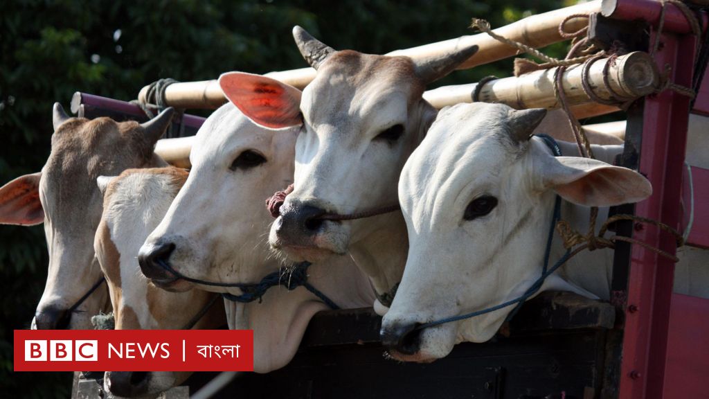 ঈদ-উল-আজহা : বিশ্বের বিভিন্ন মুসলিম দেশে যে সব পশু কোরবানি দেওয়া হয় ঈদ-উল-আজহা : বিশ্বের বিভিন্ন মুসলিম দেশে যে সব পশু কোরবানি দেওয়া হয়