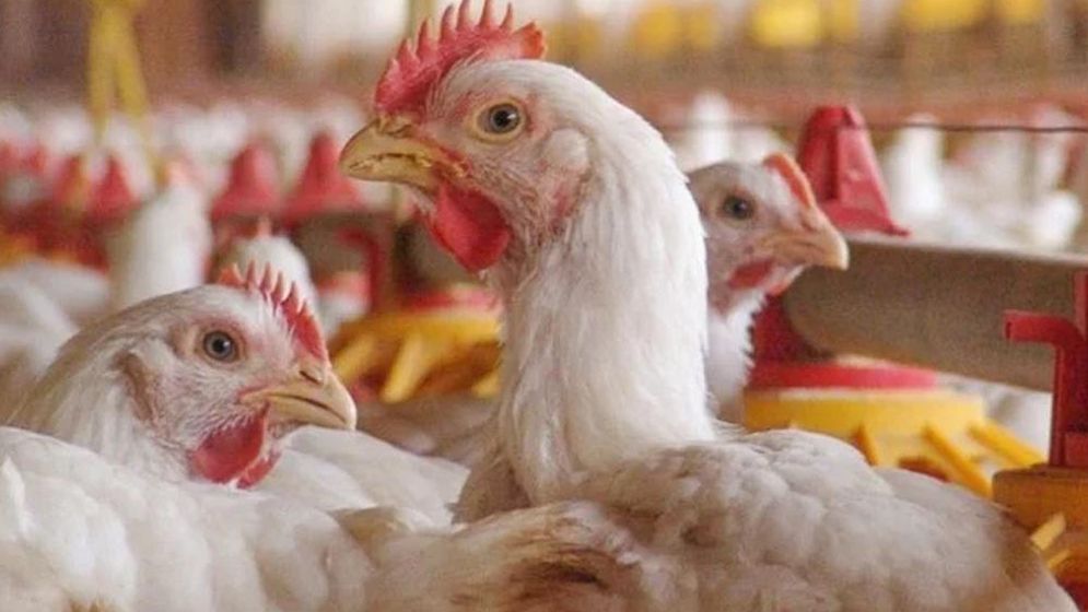 দেশে বার্ড ফ্লু শনাক্ত দেশে বার্ড ফ্লু শনাক্ত