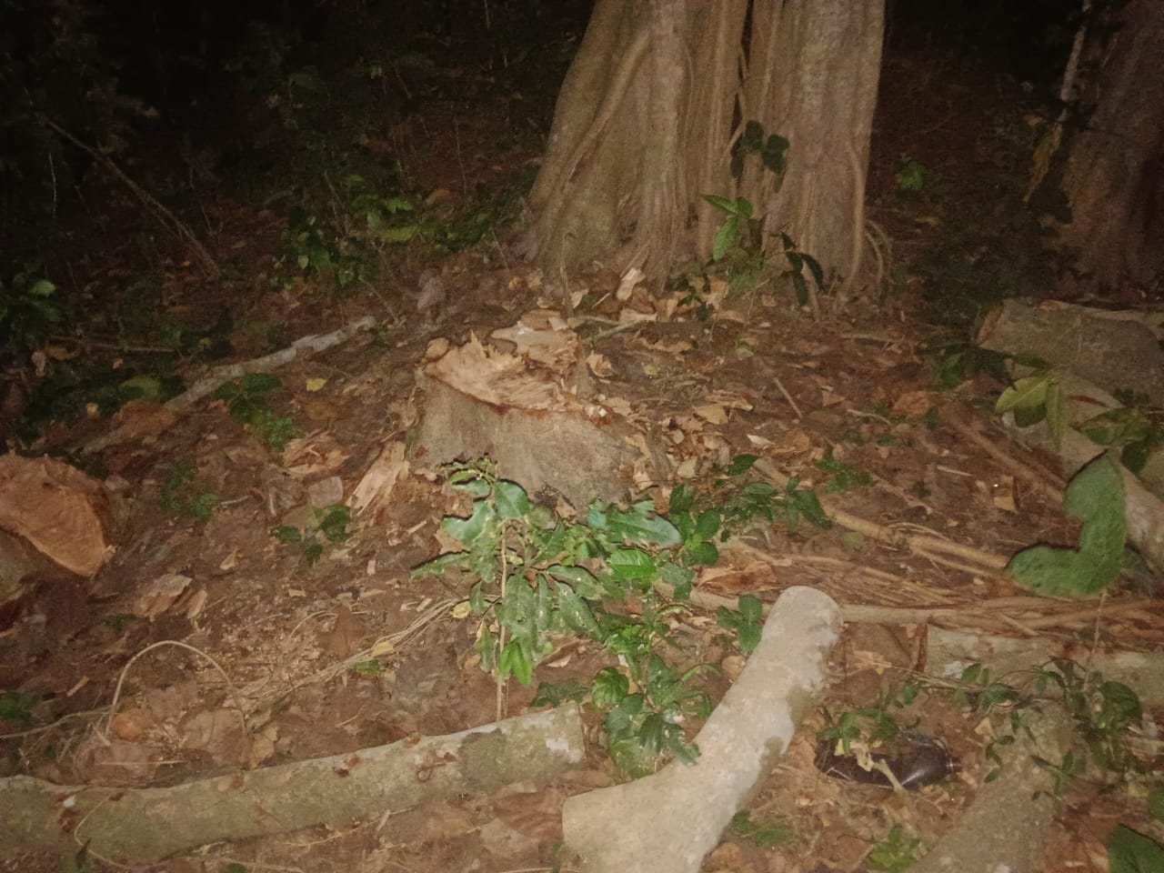 চৌগাছায় অর্ধশতবর্ষী বটগাছ কেটে ফেললেন এক নেতা, এলাকাবাসীর তীব্র ক্ষোভ